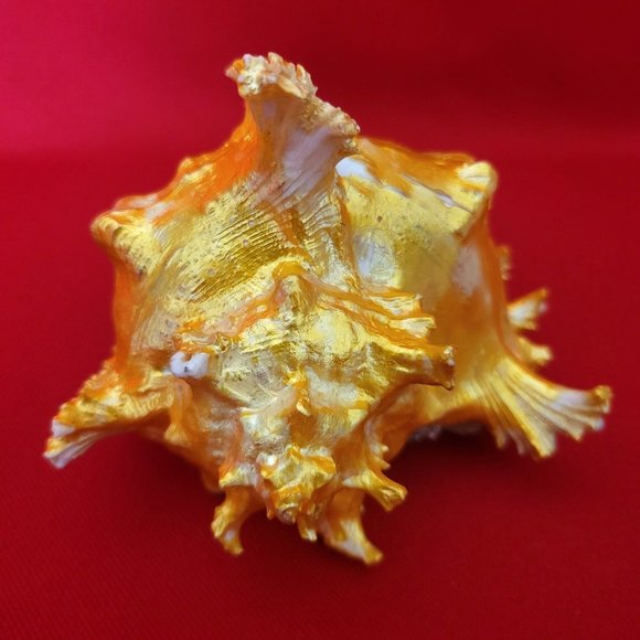 Bird Standing on Sea Shell Table Decor - Picture 12 of 12